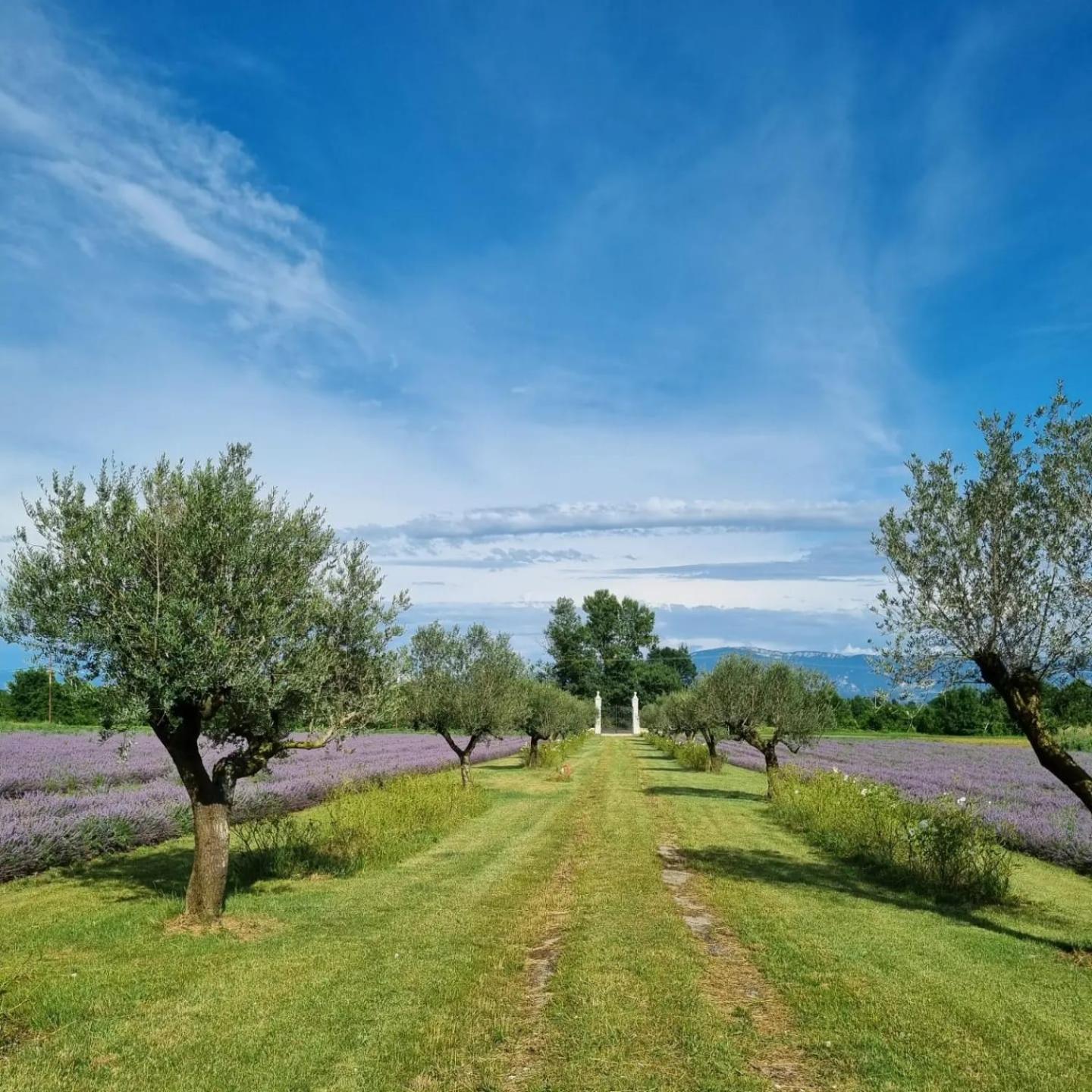 Domaine Des Balmes Villa Romans-sur-Isère Eksteriør bilde